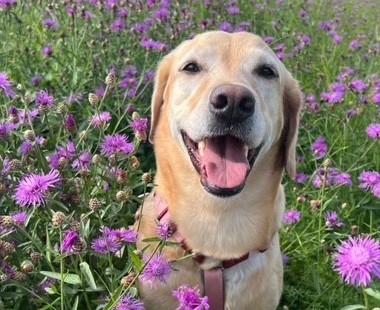 Schleim im Kot beim Hund – Ursachen und was du jetzt tun kannst