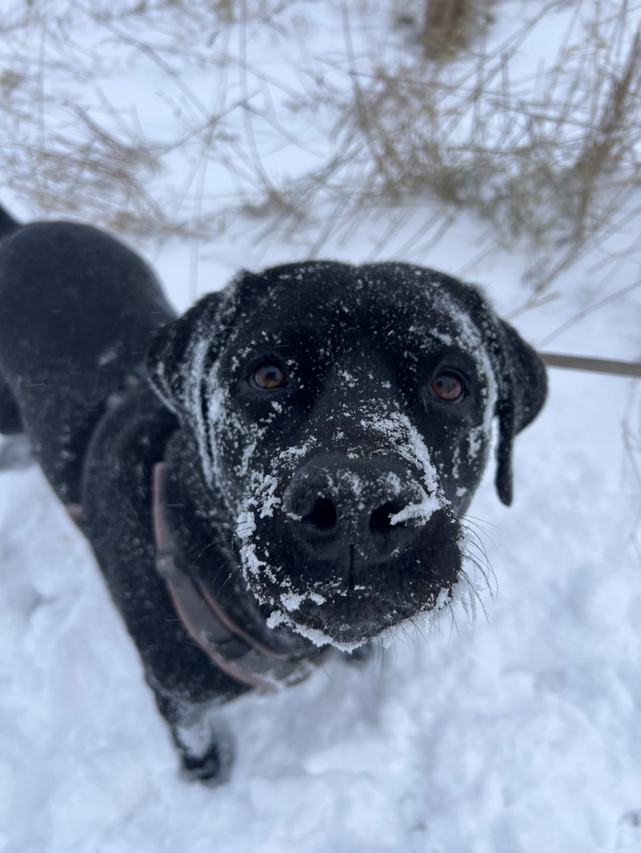 Mein Hund braucht anderes Futter – aber ich kann es mir kaum leisten. Was jetzt?