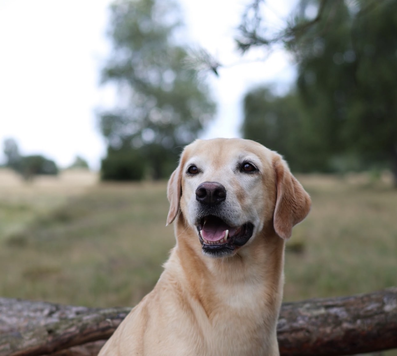 Warum dein Hund plötzlich nicht mehr frisst – und warum das nicht deine Schuld ist