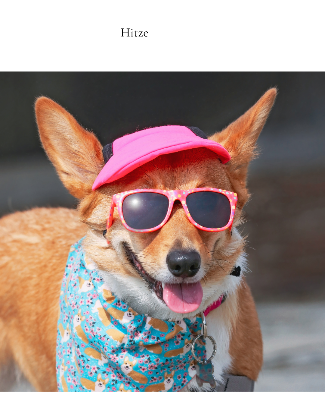 Hund frisst bei Hitze nicht – normal oder Alarmsignal?