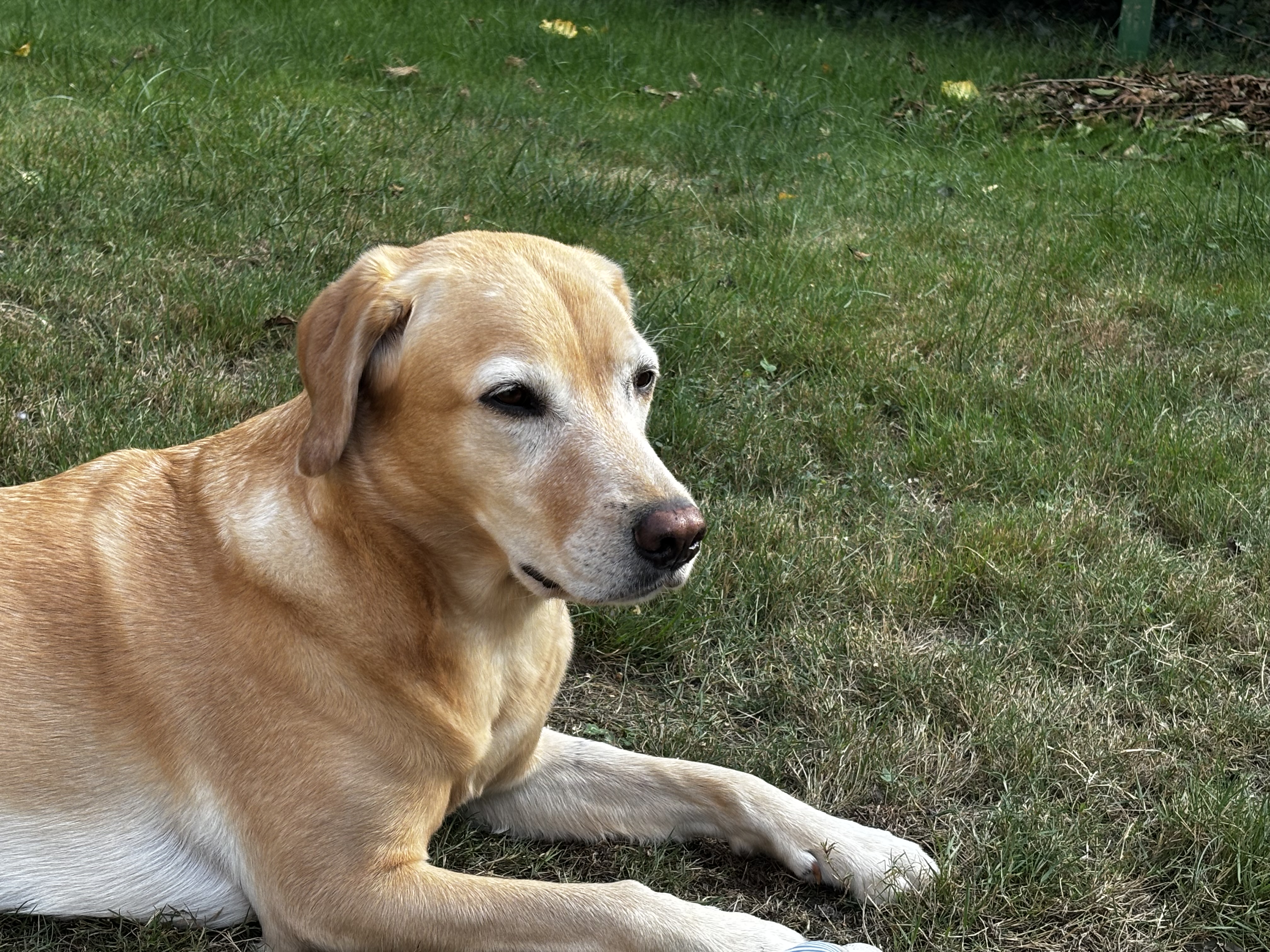 Mein Hund tut sich beim Aufstehen schwer – was jetzt wichtig ist