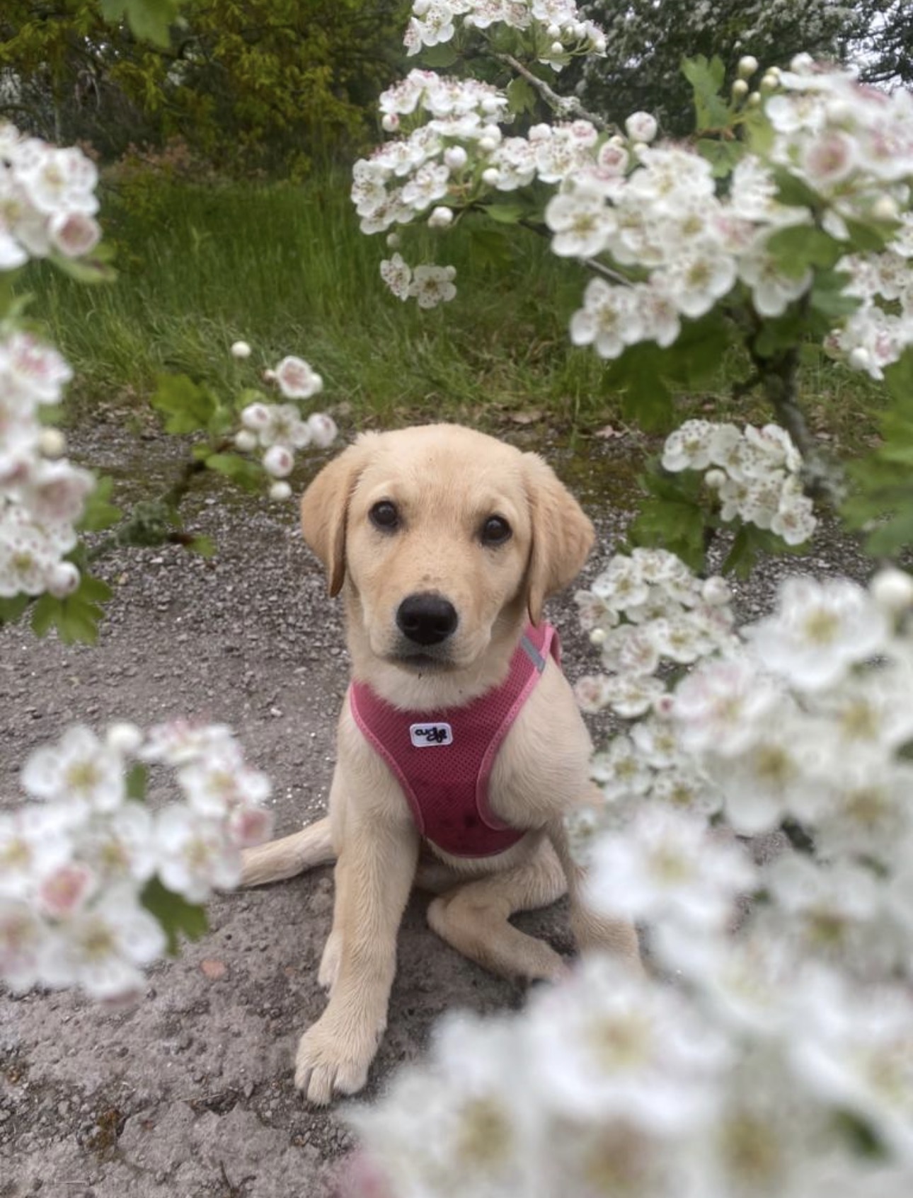 Gesunde Ernährung für deinen Hund – was braucht er wirklich?