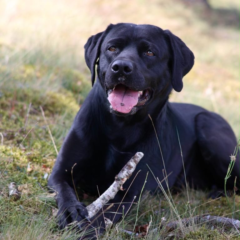 Zwei Hunde, ein gelber und ein schwarzer Labrador, liegen entspannt auf alten Schienen.