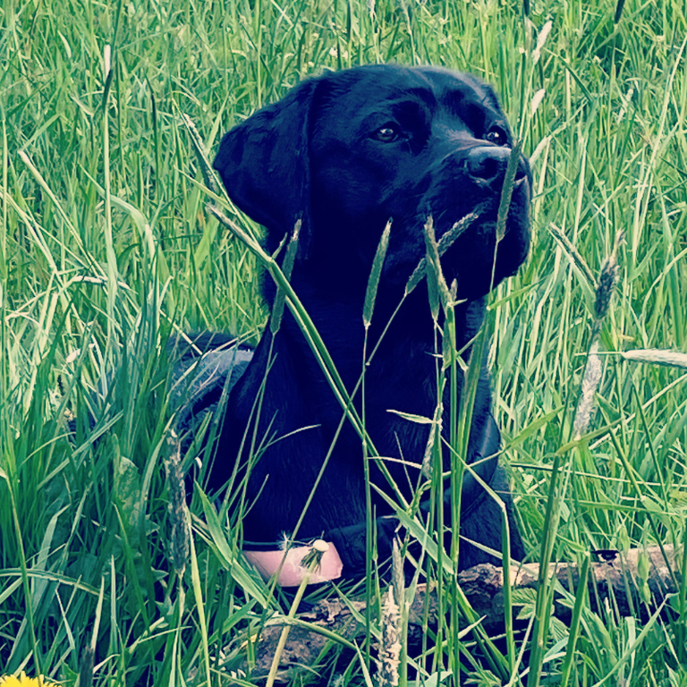 Schwarzer Hund liegt im Gras und schaut entspannt in die Ferne.