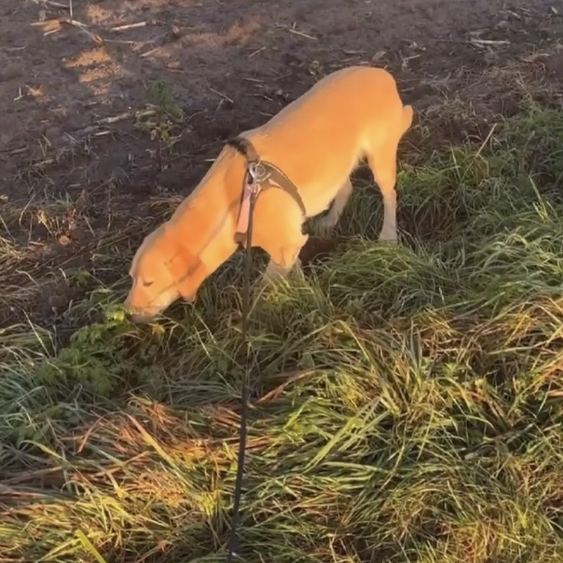 Hund frisst Gras