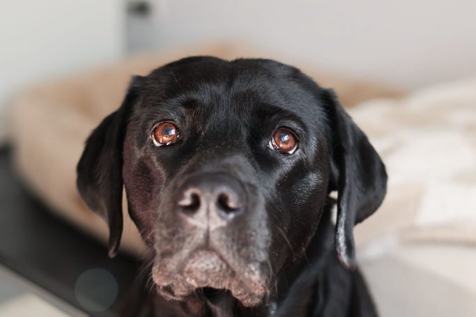 Schwarzer Labrador mit warmen, braunen Augen, schaut direkt in die Kamera.