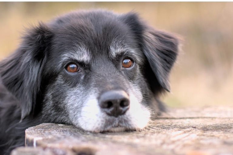 Schüssel mit Joghurt, frischen Blaubeeren und einem Minzblatt, umgeben von Blaubeeren.