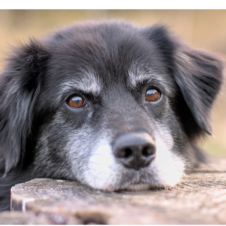 Mann sitzt mit Hund am Ufer eines ruhigen Gewässers, umgeben von Bäumen.