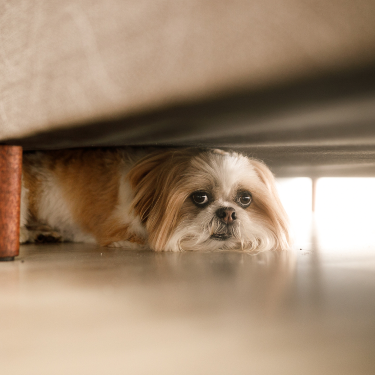 Ein Hund liegt ängstlich unter einem Möbelstück und schaut vorsichtig hervor.