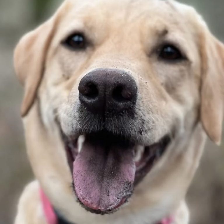 heller Labrador