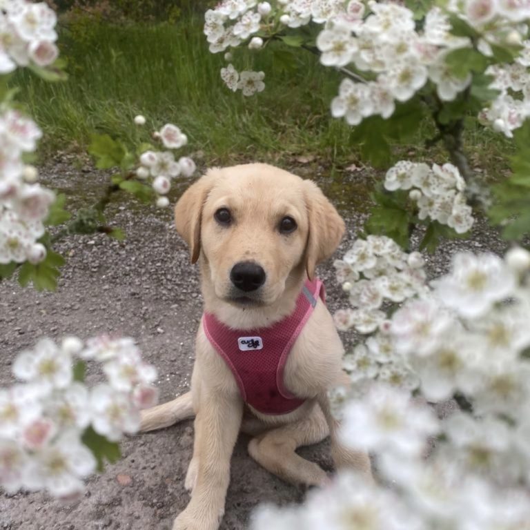 heller Labrador