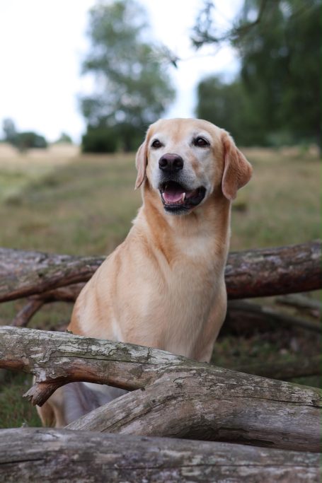 Ein lächelnder Labrador, der auf einem Baumstamm im Freien sitzt.
