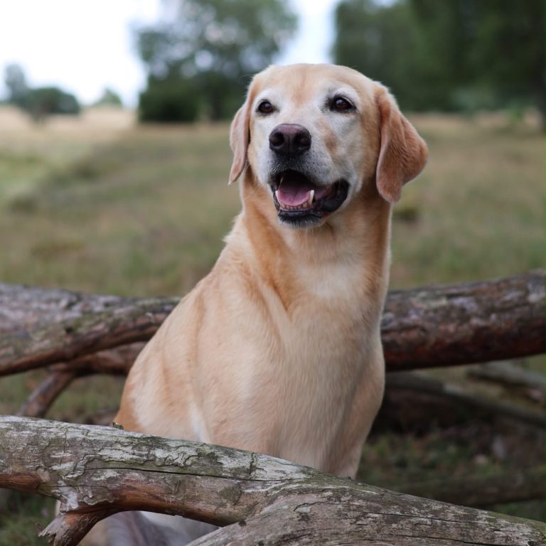 Schwarzer Hund mit aufmerksamem Blick, der auf einem Tisch liegt.