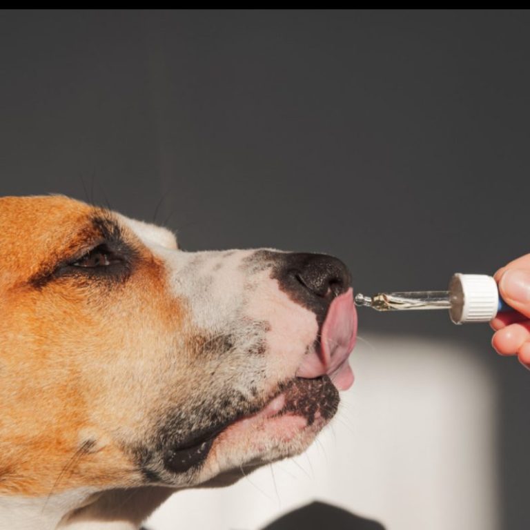 Ein Hund riecht an einer Pipette, mit ätherischem Öl. 