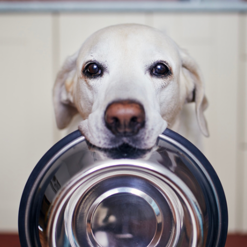 Hund wartet auf gesundes Futter