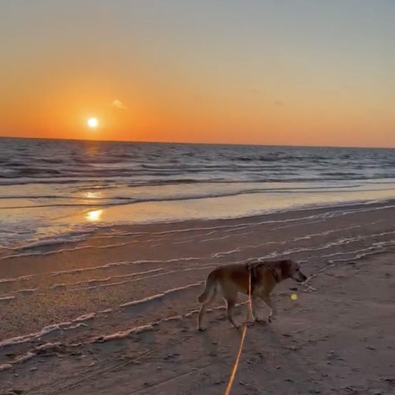 Hund läuft am Strand bei Sonnenuntergang und trägt einen Ball im Mund.