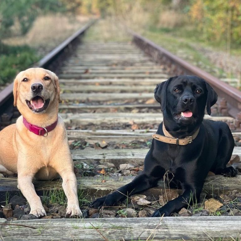 Zwei Hunde, ein gelber und ein schwarzer Labrador, liegen entspannt auf alten Schienen.