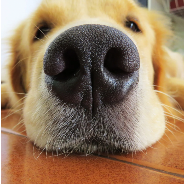 Ein naher Blick auf die Schnauze eines ruhigen Golden Retrievers.