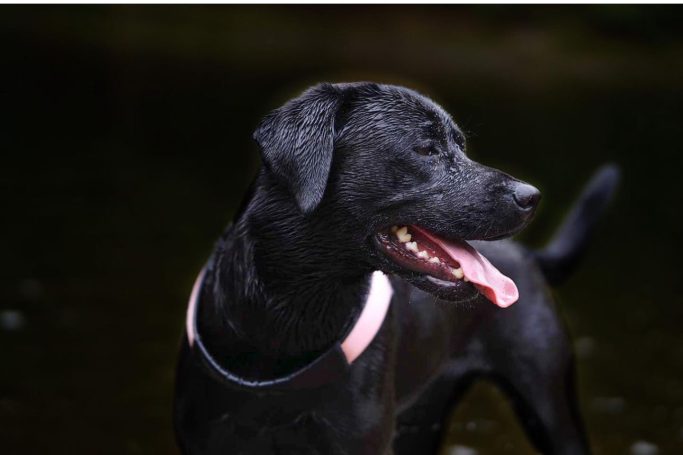 Schwarzer Hund mit rosa Halsband, sitzt am Ufer eines Gewässers.