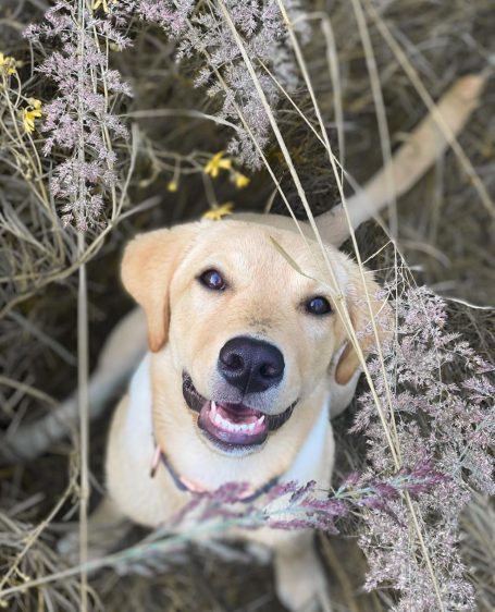 Labrador Retriever lächelt in hohem Gras mit bunten Blumen im Hintergrund.
