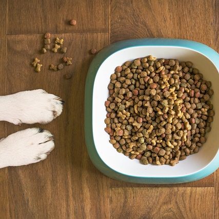 Hund wartet auf gesundes Futter.