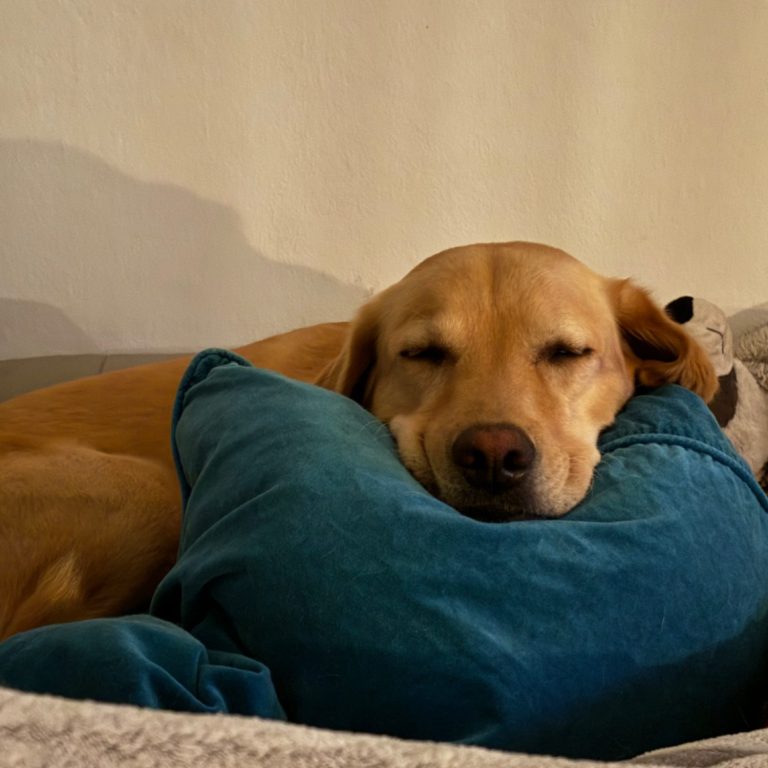 Illustration des menschlichen Darms mit einer Lupe, die Mikroben zeigt.