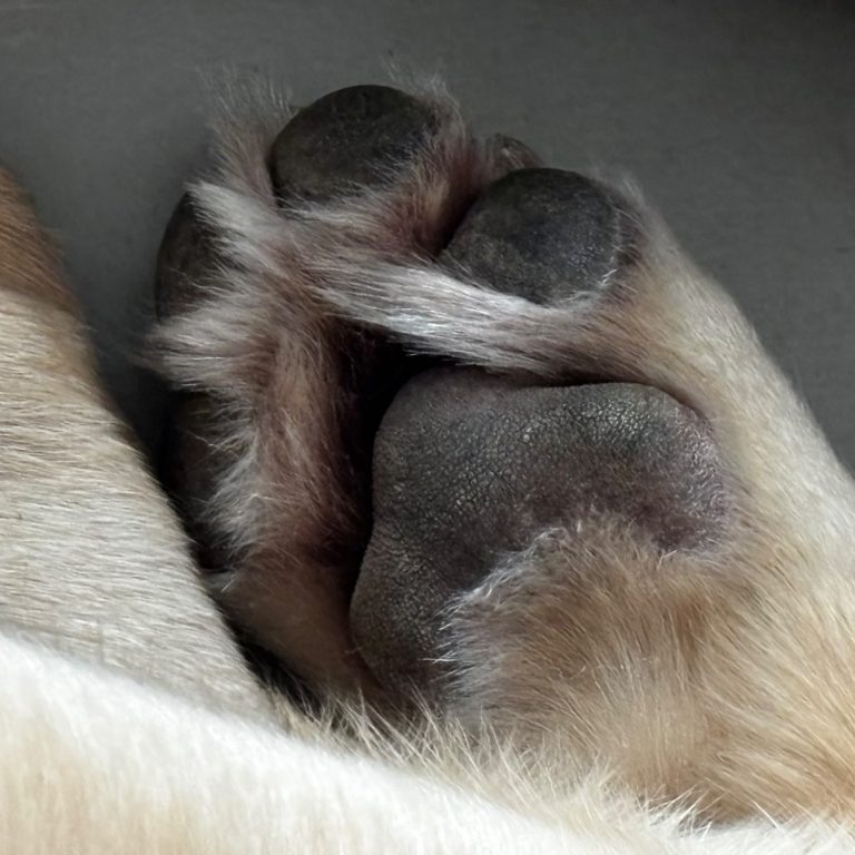Ein naher Blick auf die Schnauze eines ruhigen Golden Retrievers.